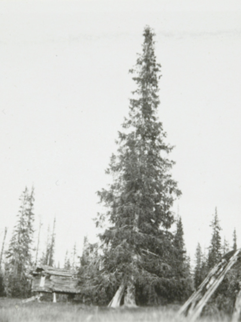 siperiankuusi